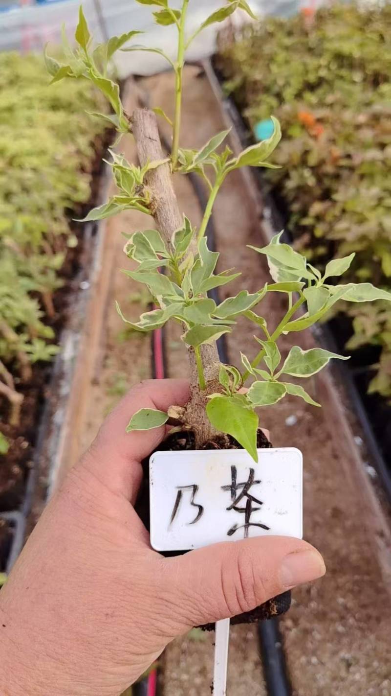 漳州三角梅基地，100多个品种小袋苗陆续上市。质优价美。