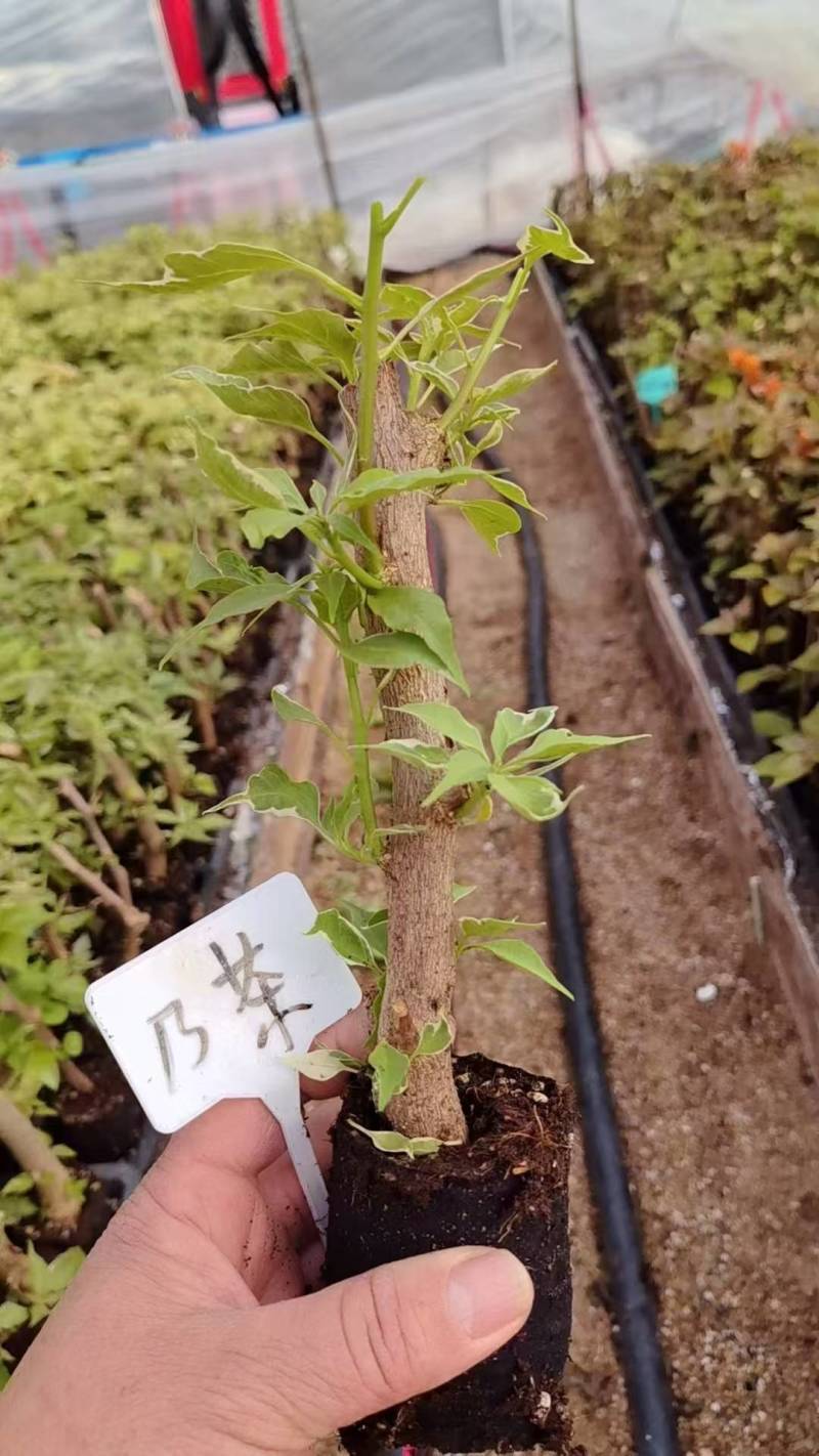 漳州三角梅基地，100多个品种小袋苗陆续上市。质优价美。