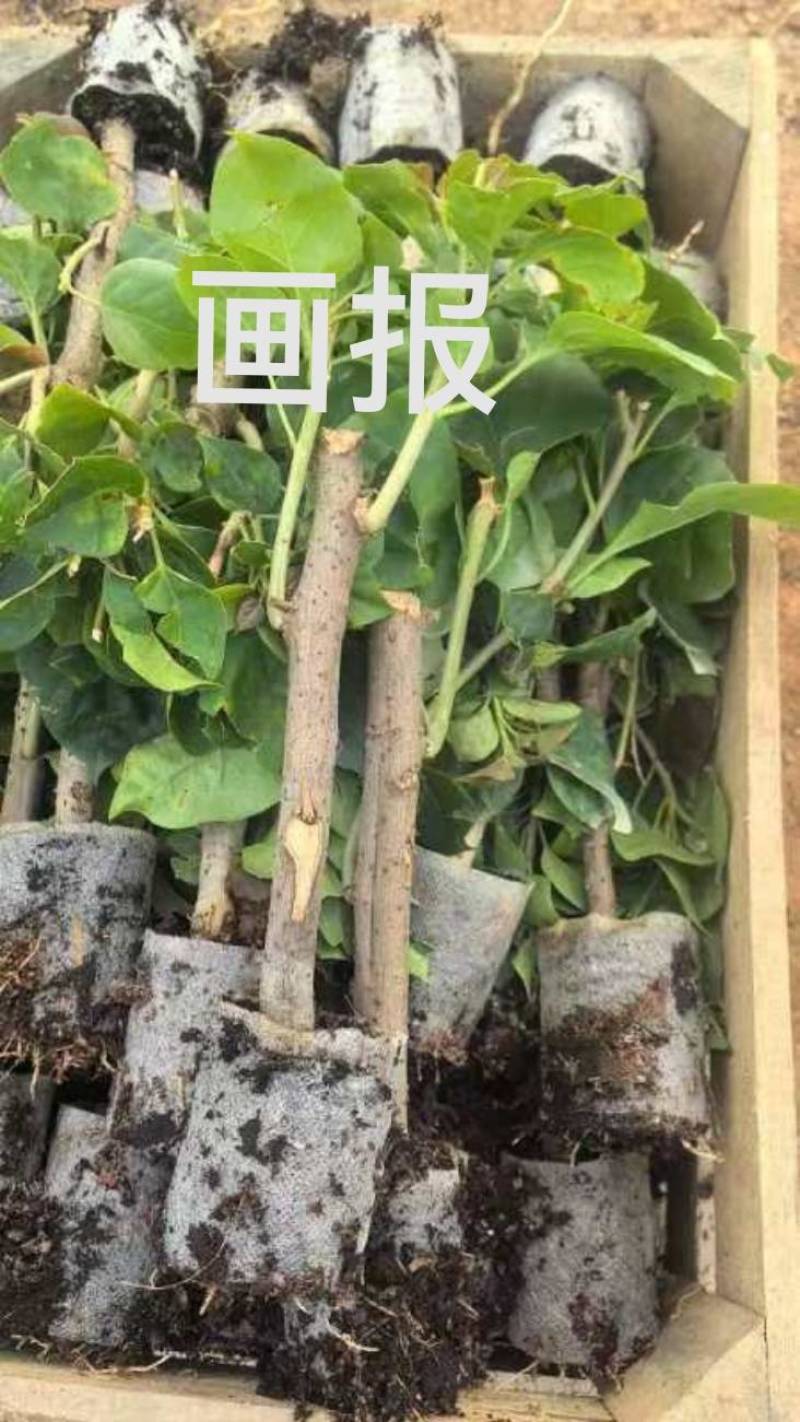 漳州三角梅基地，100多个品种小袋苗陆续上市。质优价美。