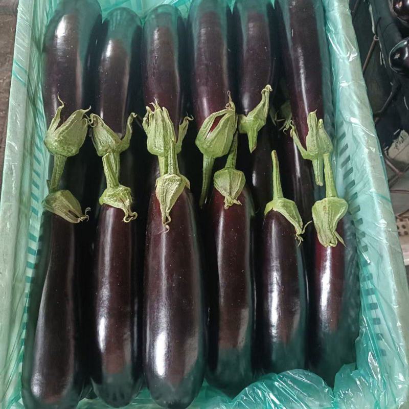 山东765茄子大量上市