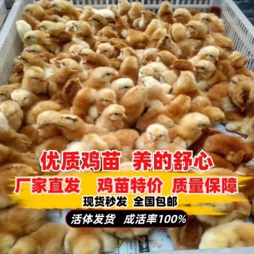 鸡苗