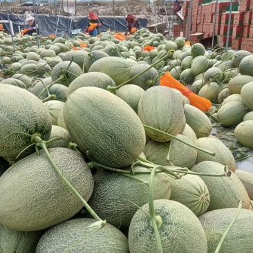 山东晓密大量供应，市场，商超，电商团购，欢迎来电咨询订购