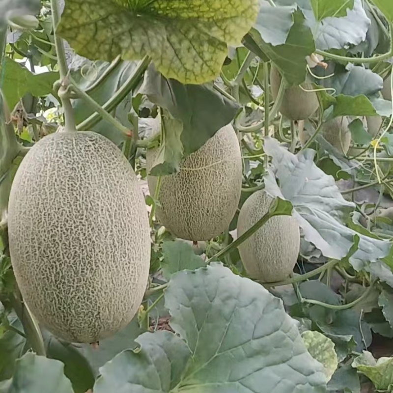山东晓密大量供应，市场，商超，电商团购，欢迎来电咨询订购