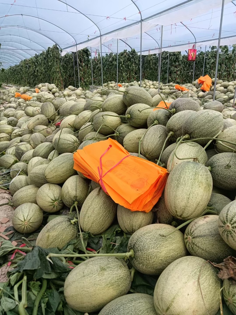 山东晓密大量供应，市场，商超，电商团购，欢迎来电咨询订购