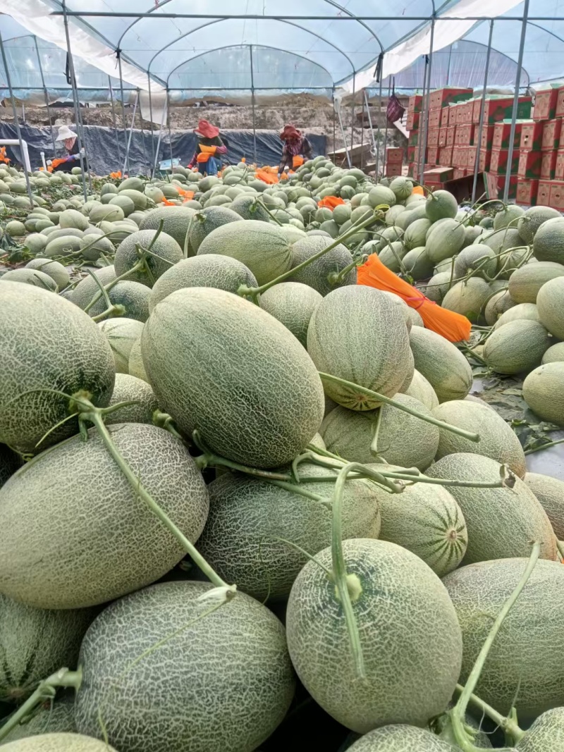 山东晓密大量供应，市场，商超，电商团购，欢迎来电咨询订购