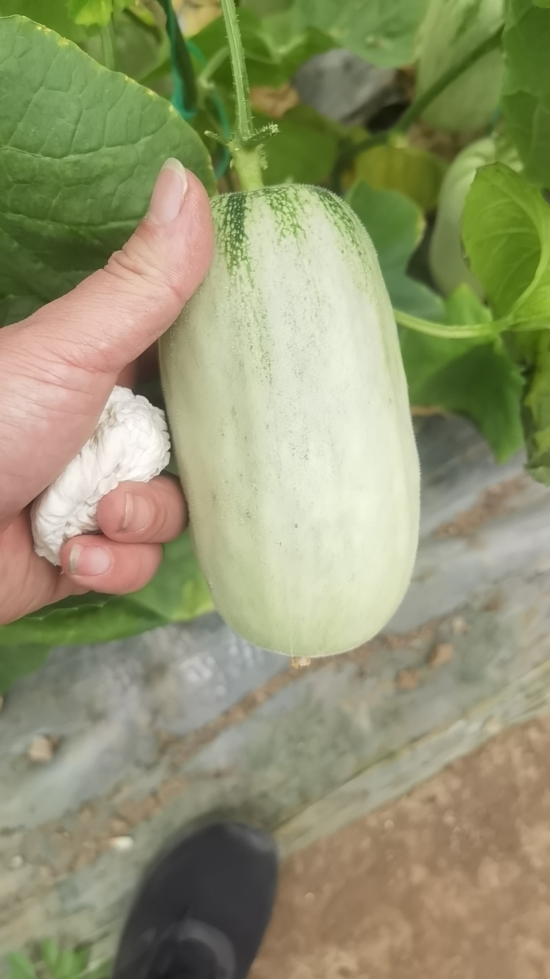 超甜博洋72上市！一件代发大量接单！