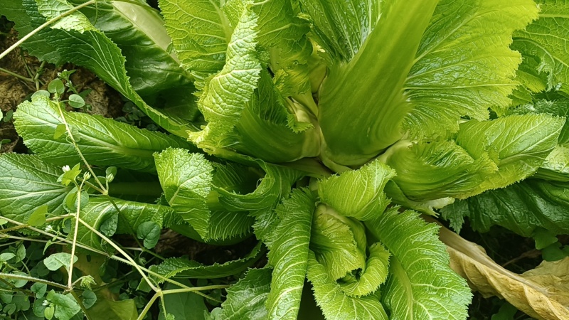 邛崃市精品儿菜