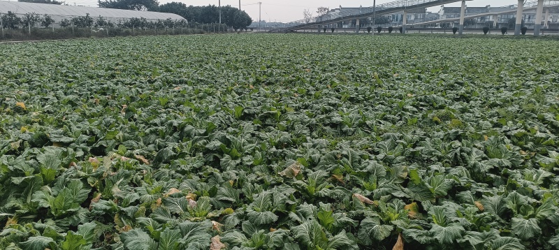 邛崃市精品儿菜