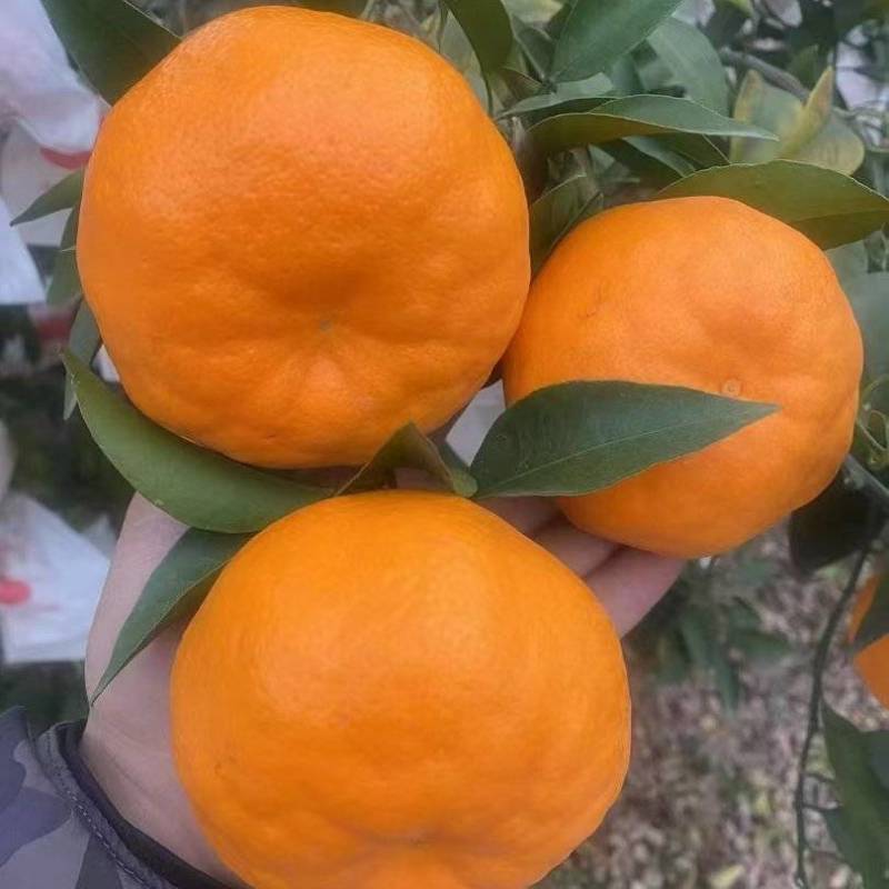 春见耙耙柑