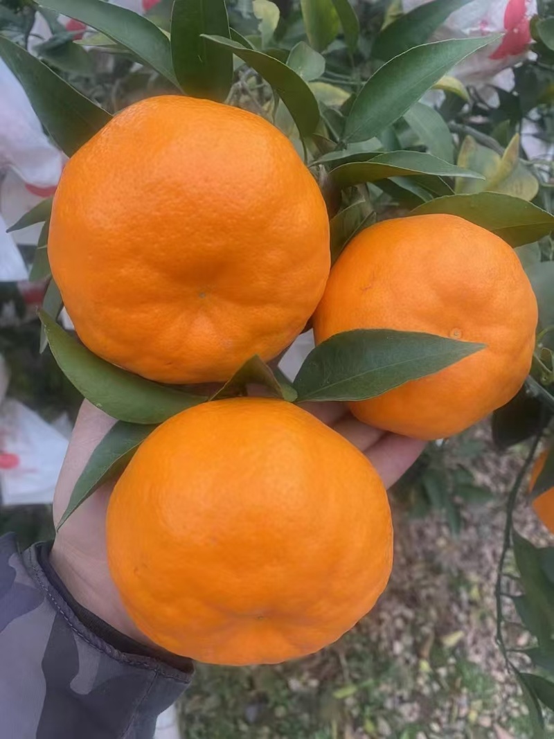 春见耙耙柑