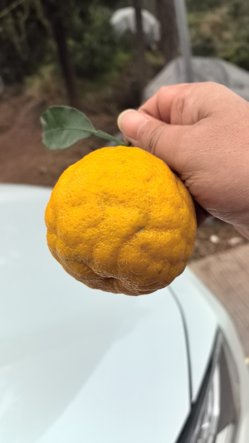 春见耙耙柑