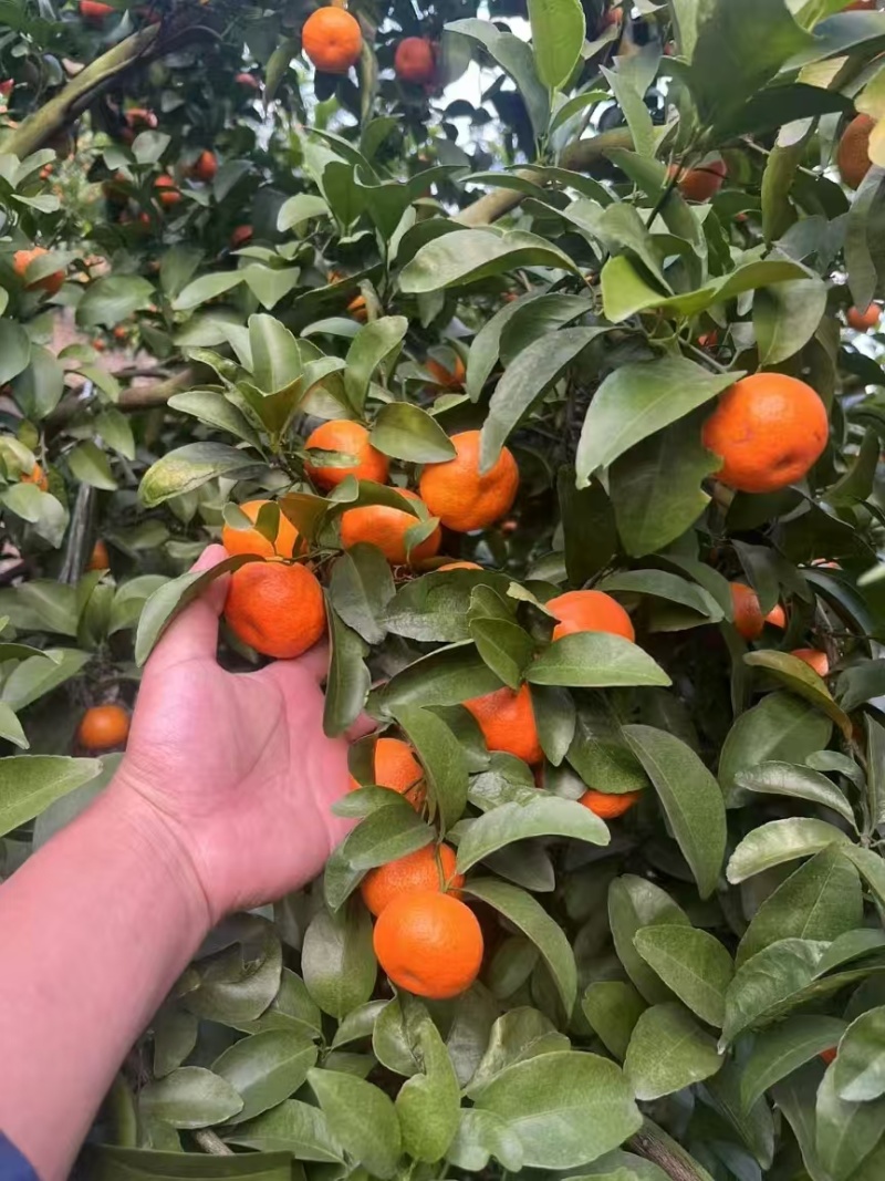 精品广西沙糖桔各种市场电商均大量供应量大从优！