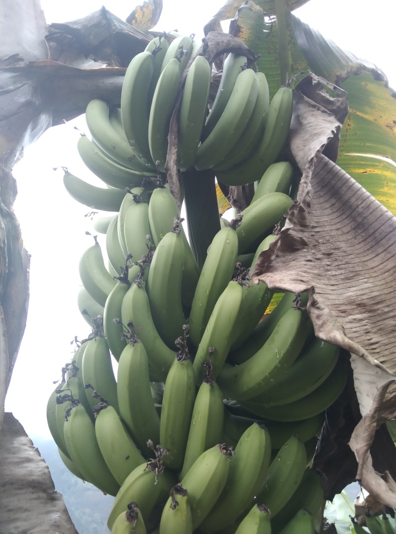 香蕉工厂货场地一手货源货源充足质量保证