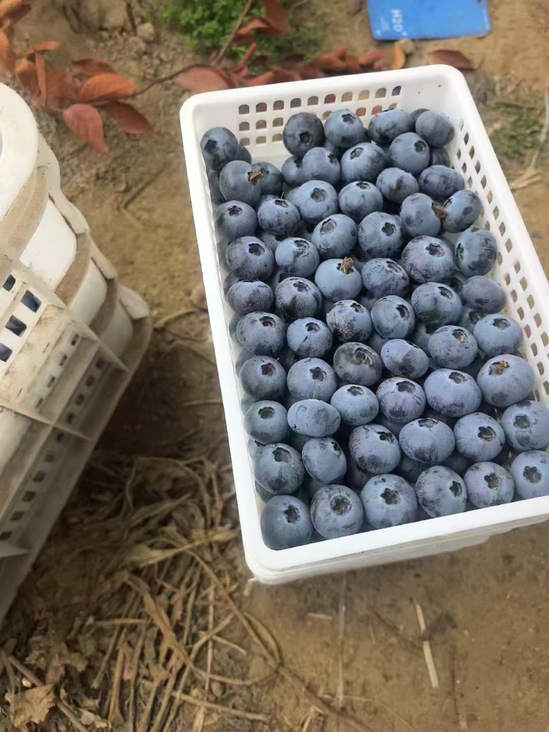 山东莒县优质蓝莓大量上市