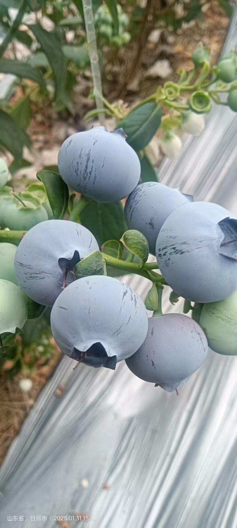 山东莒县优质蓝莓大量上市