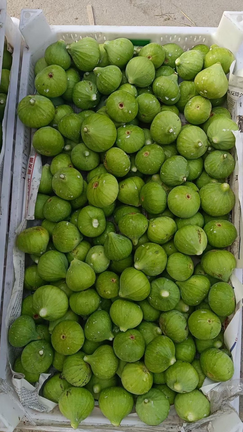 无花果，冻果，果干
