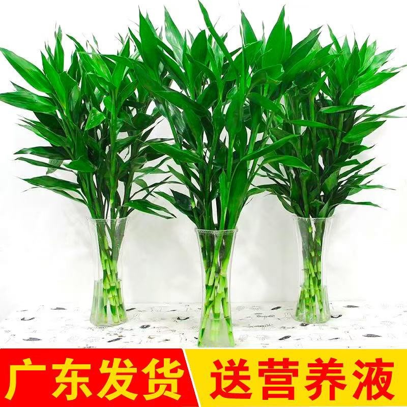 一件代发，基地直发，鸿运竹，富贵竹，质量保证，价格实惠，
