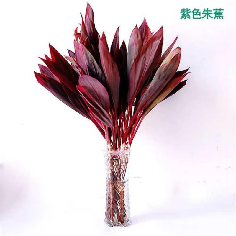 一件代发，基地直发，鸿运竹，富贵竹，质量保证，价格实惠，