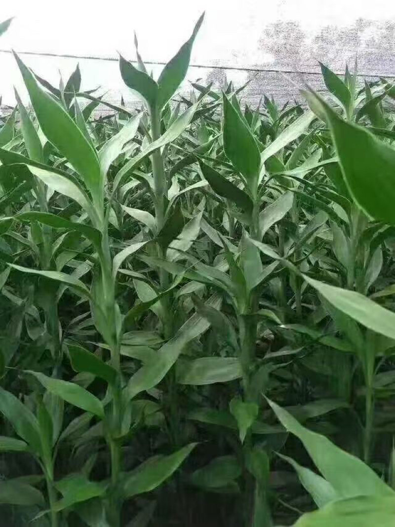 一件代发，基地直发，鸿运竹，富贵竹，质量保证，价格实惠，
