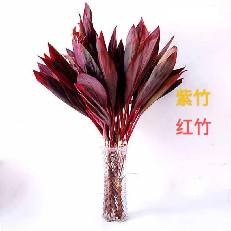 一件代发，基地直发，鸿运竹，富贵竹，质量保证，价格实惠，