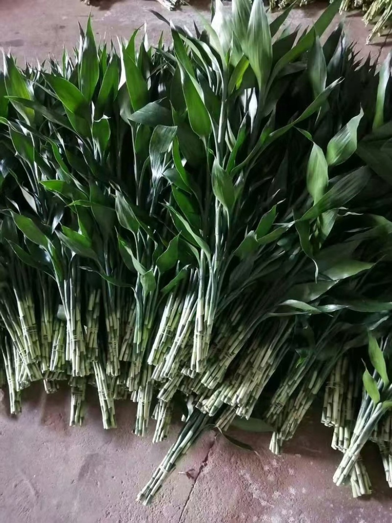 一件代发，基地直发，鸿运竹，富贵竹，质量保证，价格实惠，
