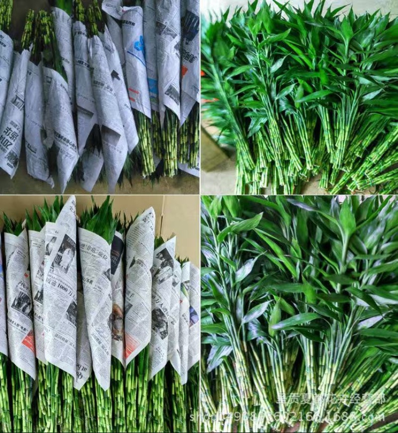 一件代发，基地直发，鸿运竹，富贵竹，质量保证，价格实惠，
