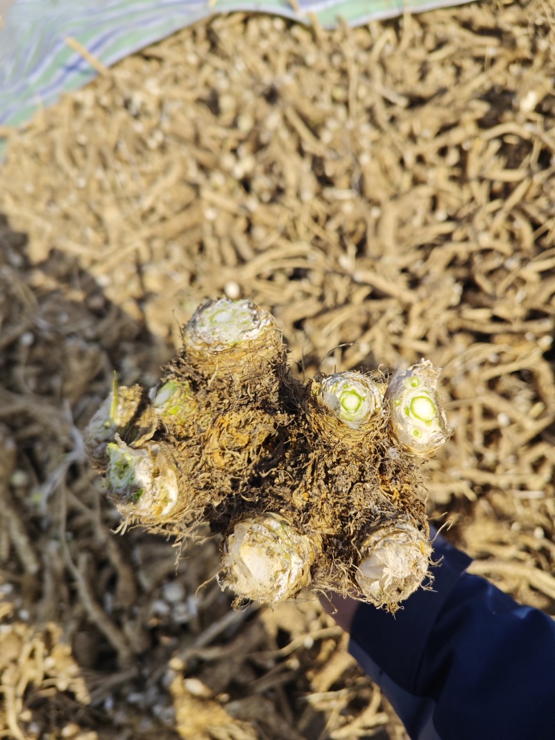 辣根，年前未出的辣根工厂已开工大量收购
