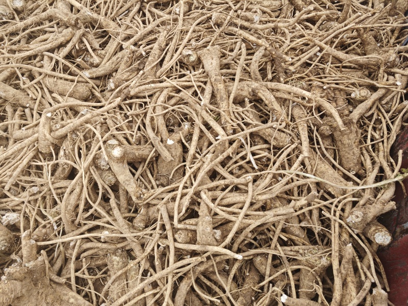 辣根，年前未出的辣根工厂已开工大量收购