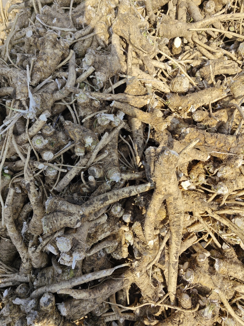 辣根，年前未出的辣根工厂已开工大量收购