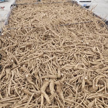 辣根，年前未出的辣根工厂已开工大量收购