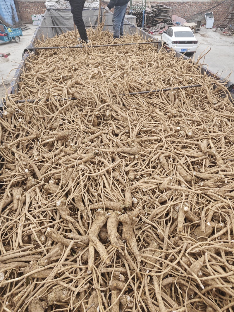 辣根，年前未出的辣根工厂已开工大量收购
