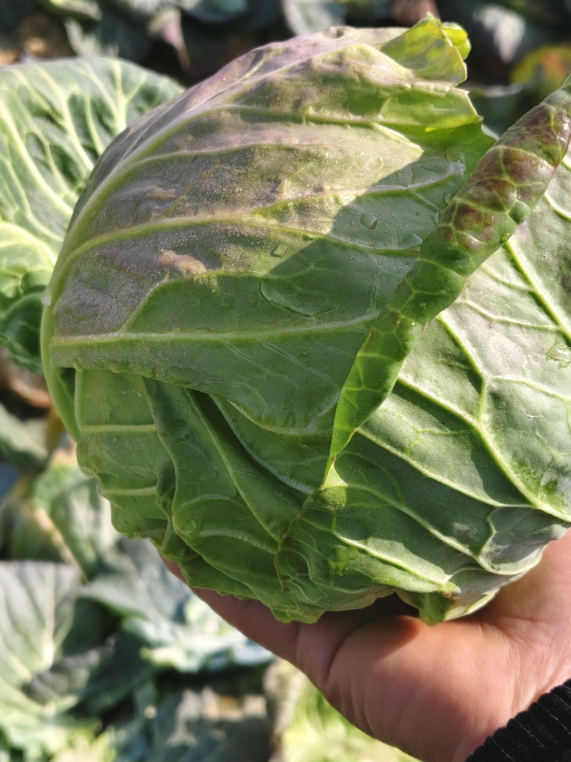 甄选湖北甘蓝圆包菜品质您放心万亩基地直发致电有优惠