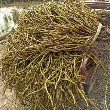 泸州-江津大量藤菜空心菜种藤黄杆出售价格另议！