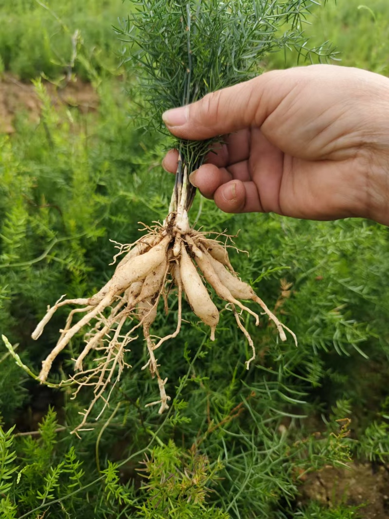 【牛商推荐】广西优良天冬苗货量充足可视频指导欢迎选购
