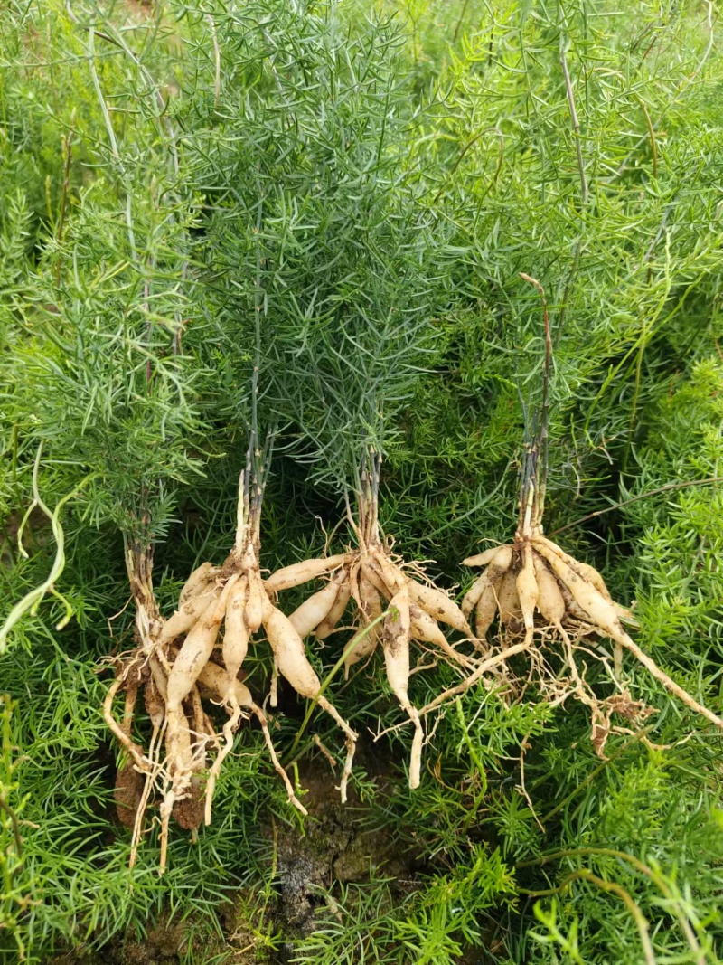【牛商推荐】广西优良天冬苗货量充足可视频指导欢迎选购