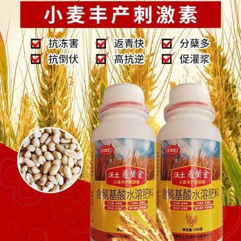 麦黄金抗寒防冻壮苗促茎抗逆抗倒伏穗大粒饱