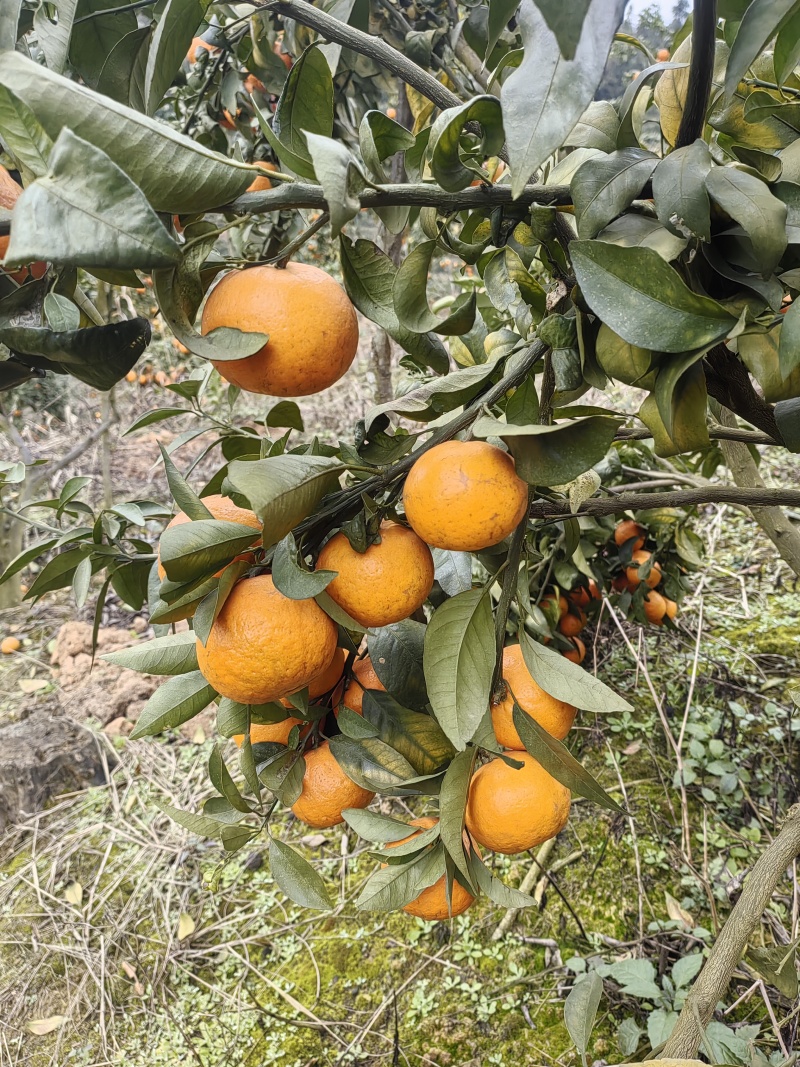 高次沃柑