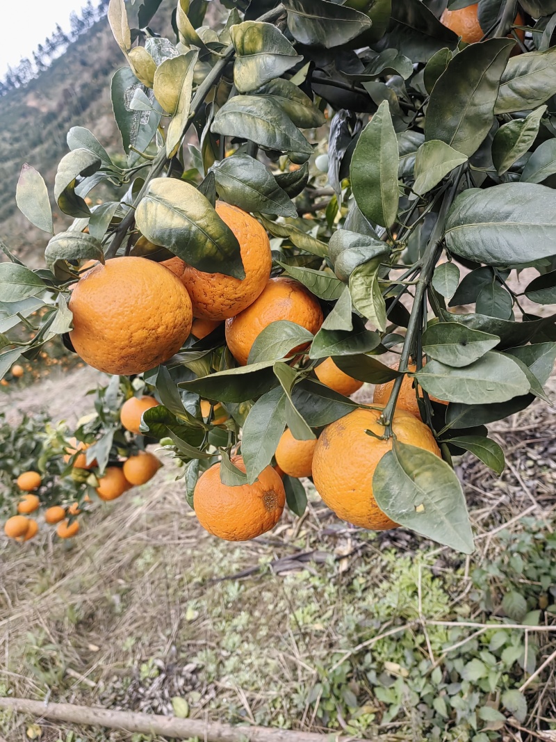 高次沃柑