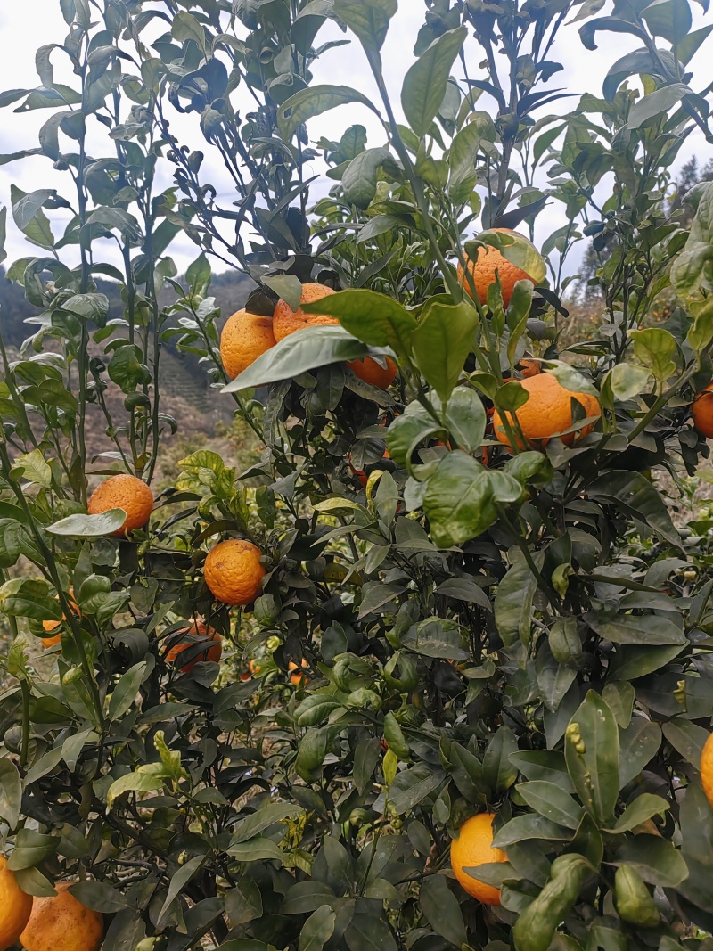 高次沃柑