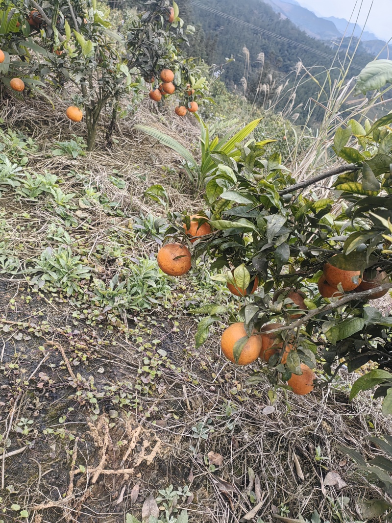 高次沃柑