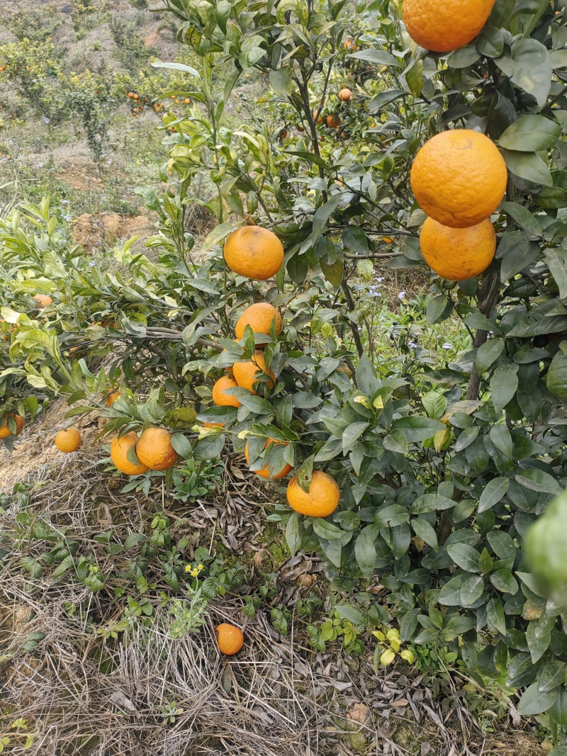 高次沃柑