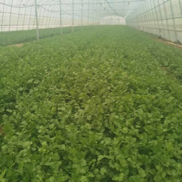 鹿邑县新鲜大叶香菜，香气扑鼻，绿色健康，批发1.5万斤。