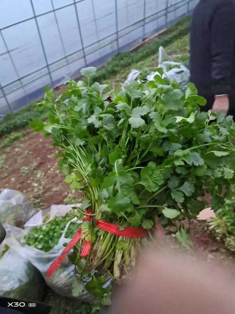 鹿邑县新鲜大叶香菜，香气扑鼻，绿色健康，批发1.5万斤。