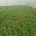 鹿邑县新鲜大叶香菜，香气扑鼻，绿色健康，批发1.5万斤。