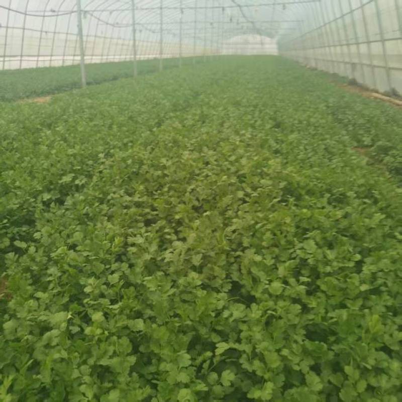 鹿邑县新鲜大叶香菜，香气扑鼻，绿色健康，批发1.5万斤。
