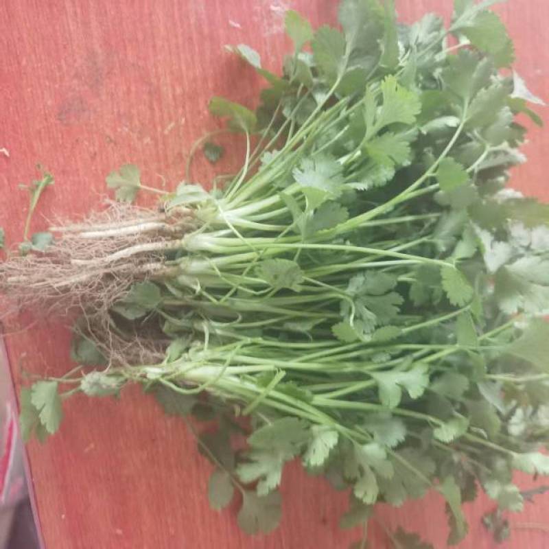 鹿邑县新鲜大叶香菜，香气扑鼻，绿色健康，批发1.5万斤。