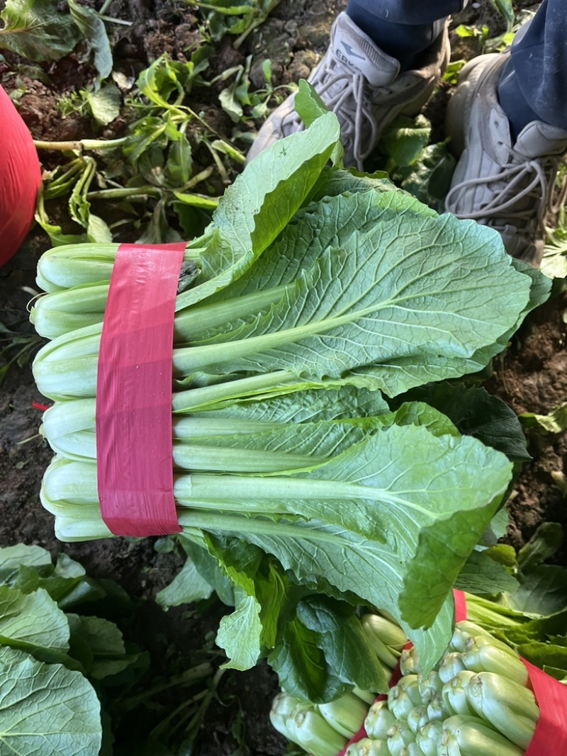 精品小白菜，叶大，帮绿，颗颗均匀，欢迎咨询
