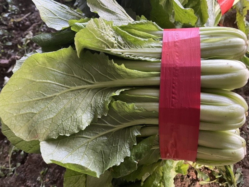精品小白菜，叶大，帮绿，颗颗均匀，欢迎咨询