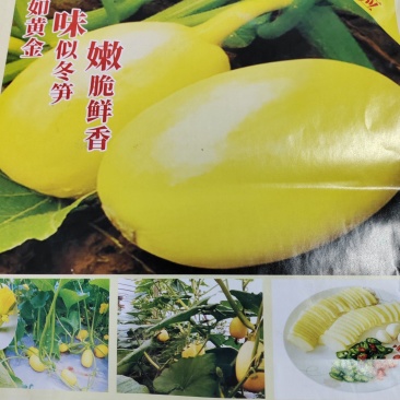 黄金笋瓜