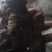 甘肃药材猪岺(湿货，干货都有)有统货.大货规格大小都有！